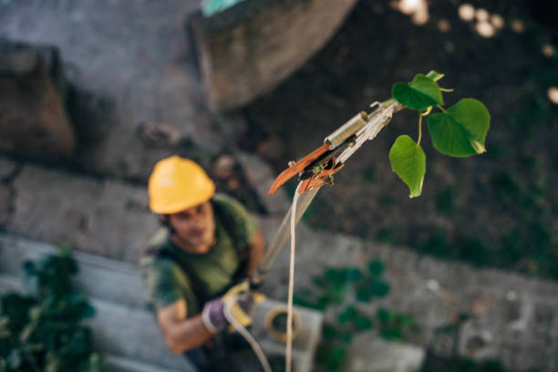 The Steps Involved in Our Tree Care Process in Chadds Ford, PA